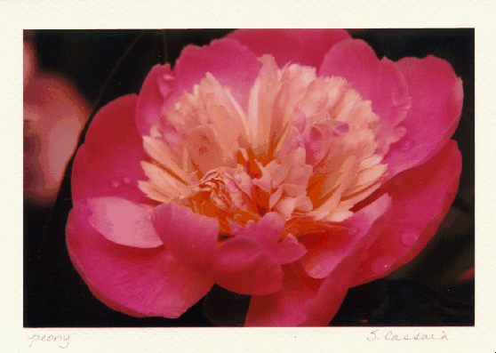 flower2.gif (123978 bytes)